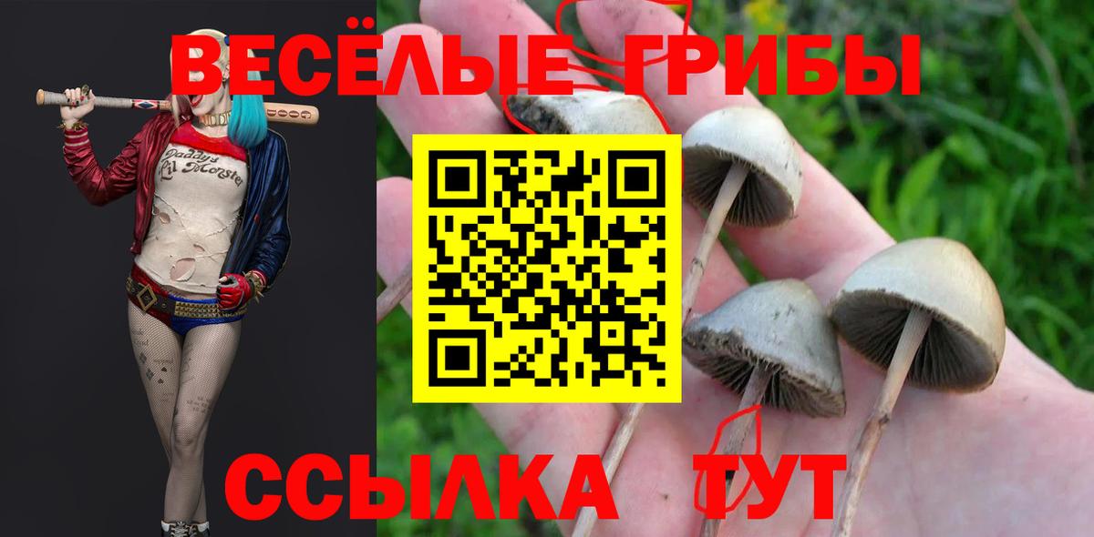 как найти закладки  Псилоцибиновые грибы Cubensis  Вход с VPN  Алапаевск 